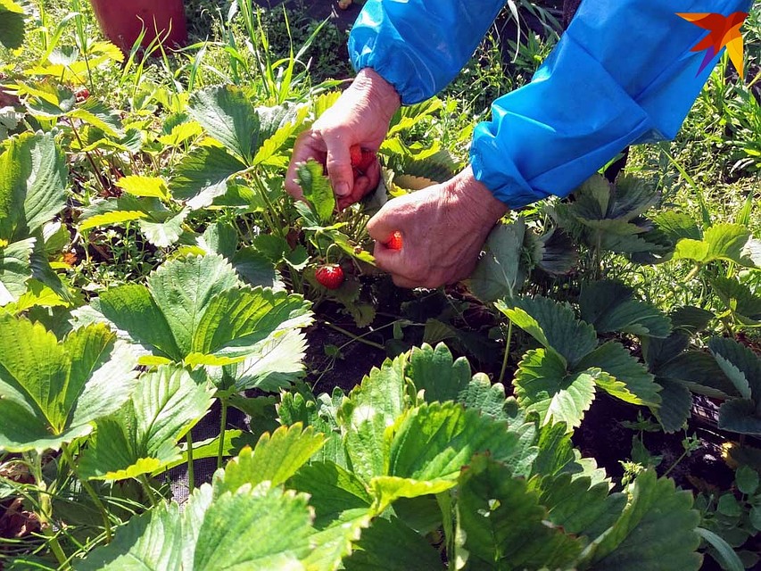 Клубнику начинают собирать уже в 4 утра. Фото: Оксана БРОВАЧ