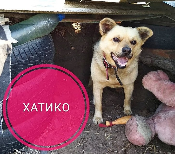 Местные прозвали его Хатико. Фото: Предоставлено "Комсомолке"