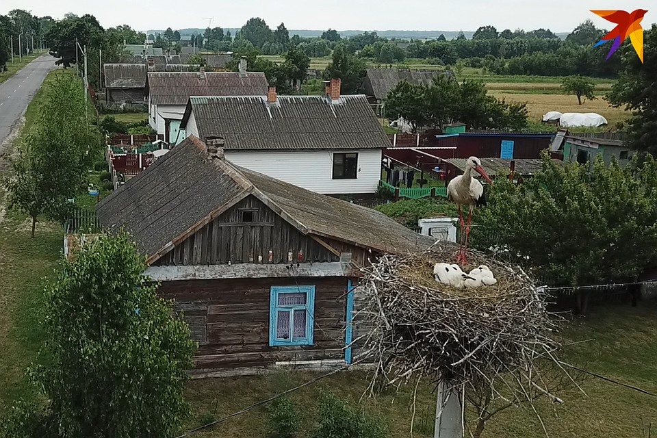 В пойме Припяти семьи растят в среднем по три птенца Фото: Павел МИЦКЕВИЧ