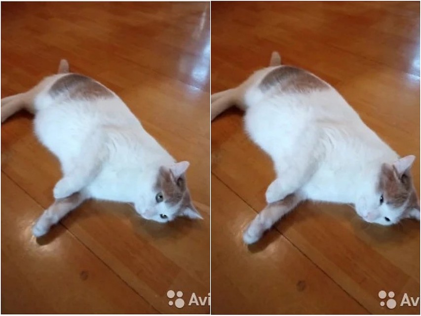 Пожалуй, это самый дорогой кот, который продается в Челябинске. Фото: Avito.ru