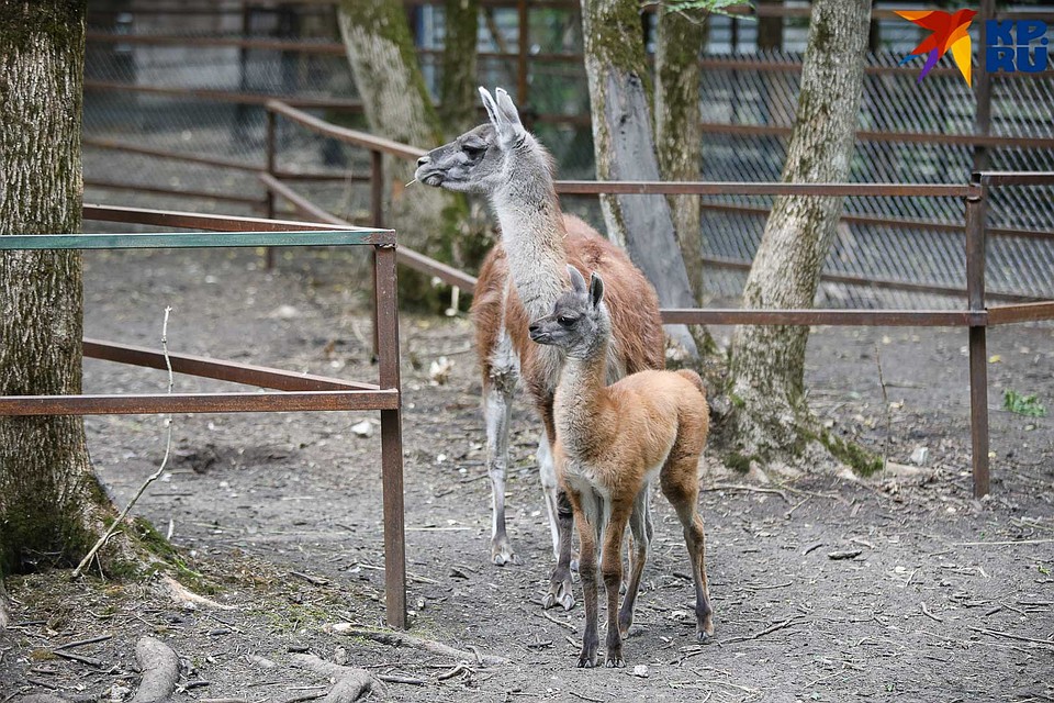 Альпачонок с мамой Фото: Дмитрий АХМАДУЛЛИН