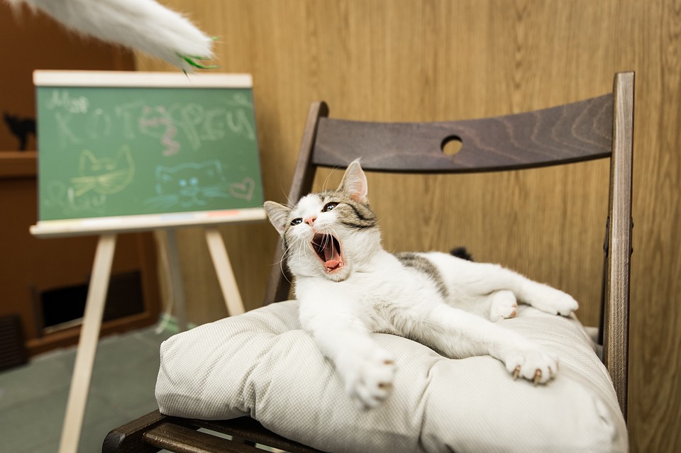 Котокафе в Челябинске.