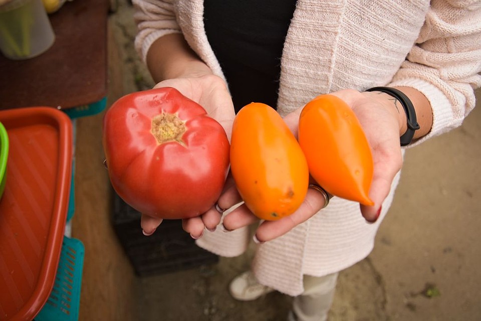 На рынке можно найти помидоры на любой цвет и вкус. Фото: Алена МАРТЫНОВА