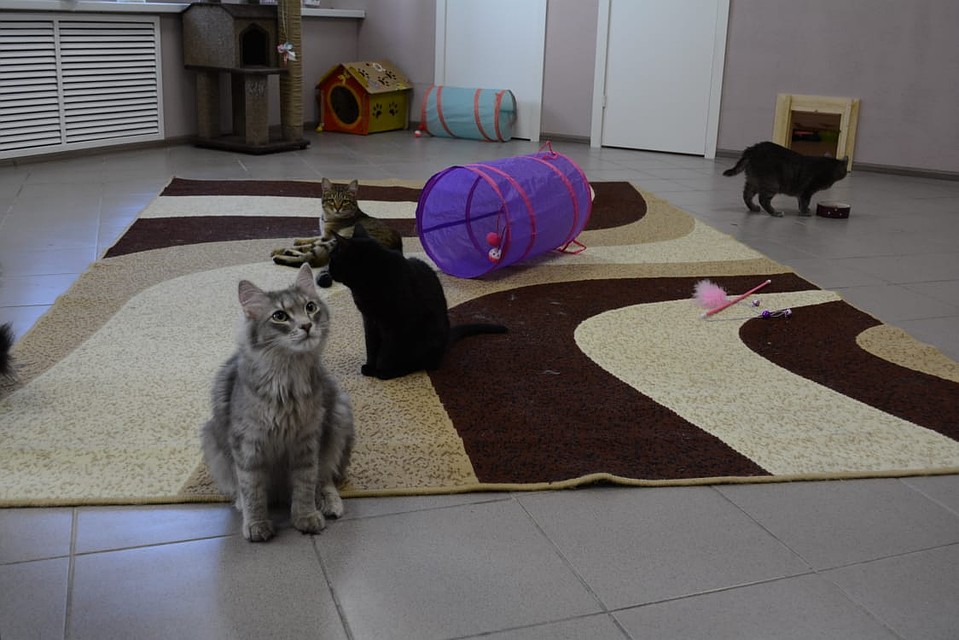 Котики в естественной среде. Фото: Люба Росси