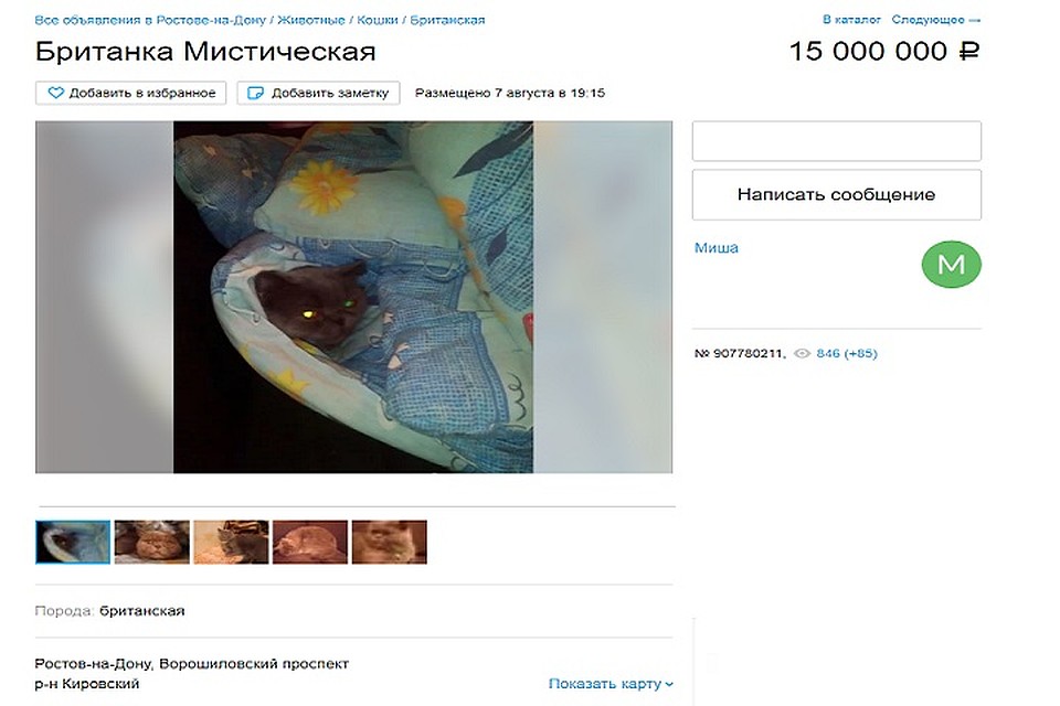 Объявление заинтересовало многих ростовчан. Фото: читатель "Комсомольская правда-Ростов"