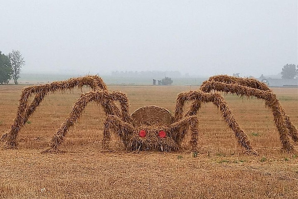 Тарантул из соломы пугает водителей в Клецком районе. Фото: группа "ЧП Беларусь | Будь в курсе!", vk.com