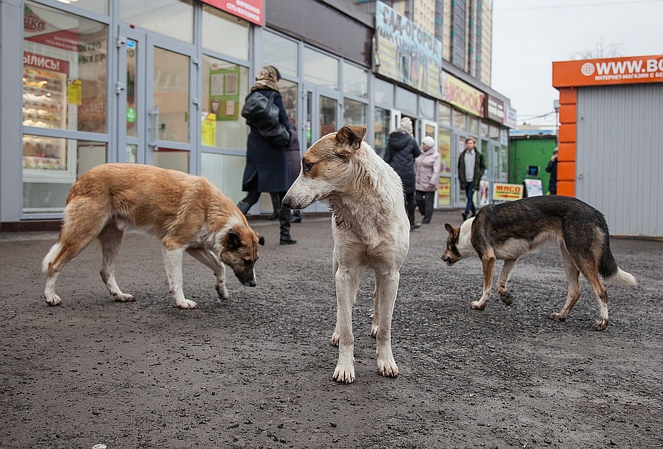 Ну, и кто здесь хозяин? Фото: Николай ОБЕРЕМЧЕНКО