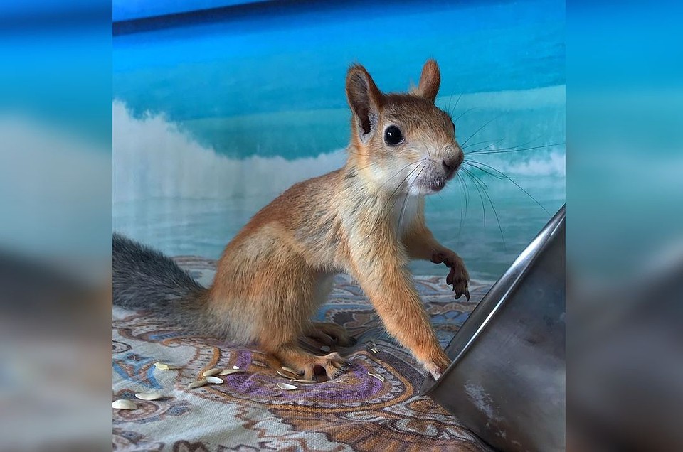 Теперь худобе Сони завидуют подписчицы. Фото: instagram.com/squirrel_sonya.