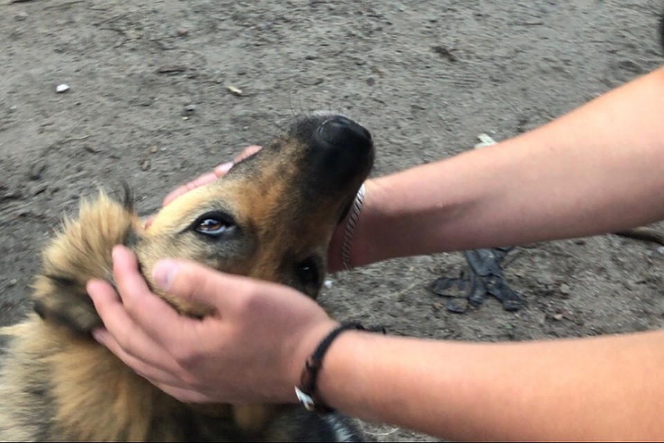 До этого пара ни разу не помогала приютам, только подкармливала бездомных животных на улице/ФОТО: Анастасия Жукова