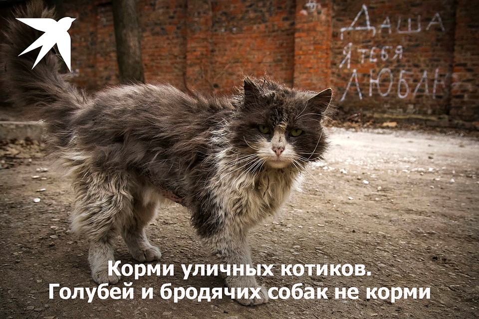 Корми уличный котиков. Фото: Светлана МАКОВЕЕВА