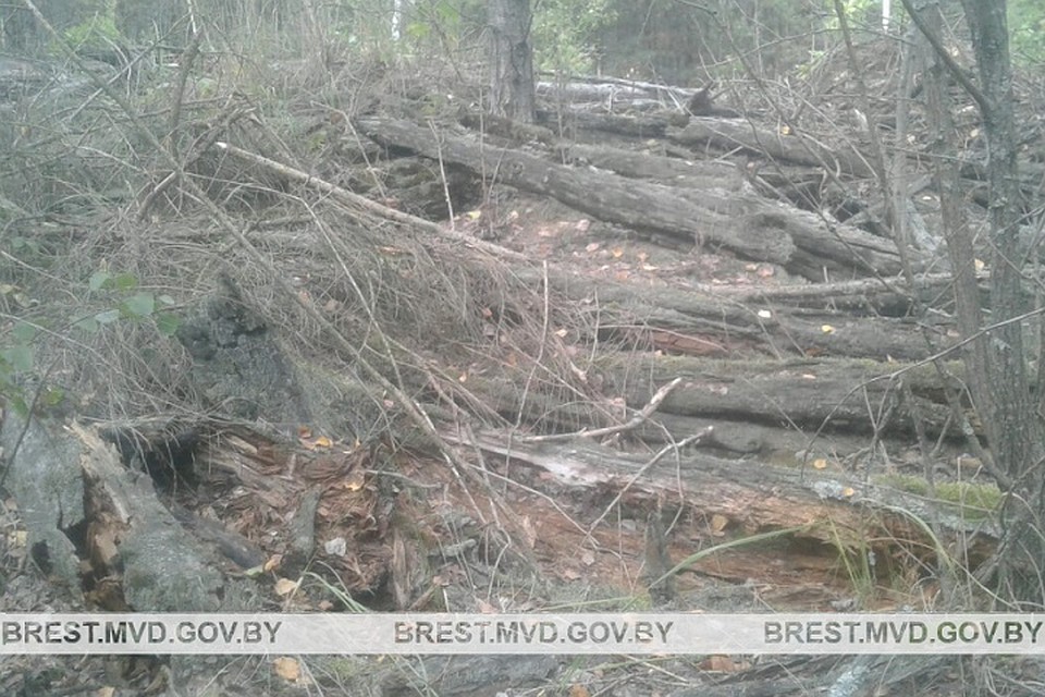 В окопе в лесу был найден боеприпас. Фото: УВД Брестского облисполкома.