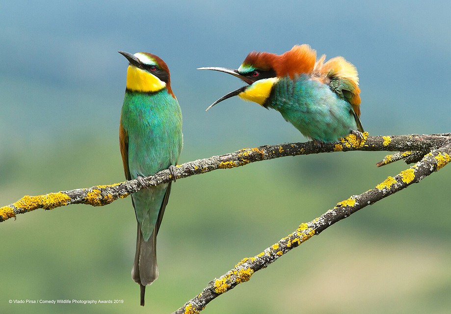 "Семейные разборки" Фото:Vlado-Pirsa/Comedy Wildlife Photography Awards 2019