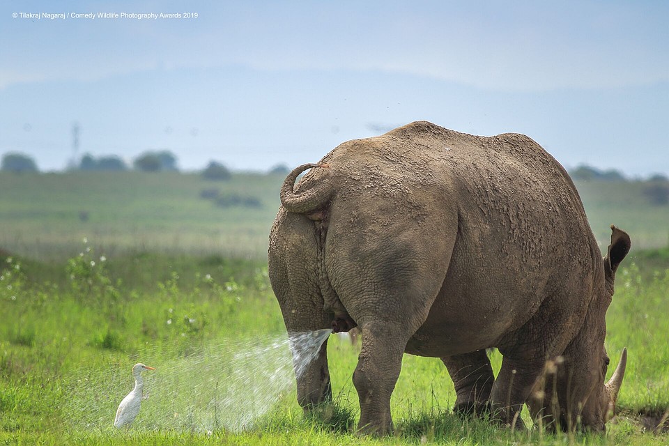 "Зона Х. Не входить" Фото:TILAKRAJ-NAGARAJ/Comedy Wildlife Photography Awards 2019