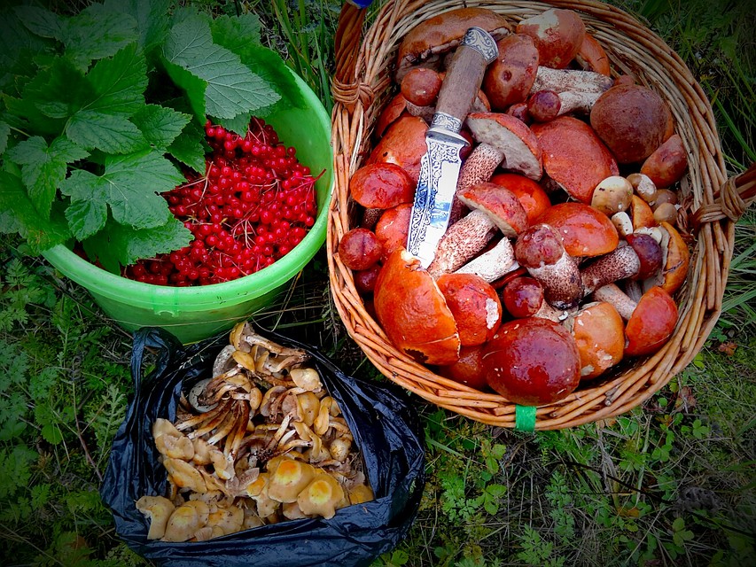 В лесах Ленобласти охотятся не только за грибами, но и за ягодами. Фото: https://vk.com/grib_spb/Алексей Sunchaser.
