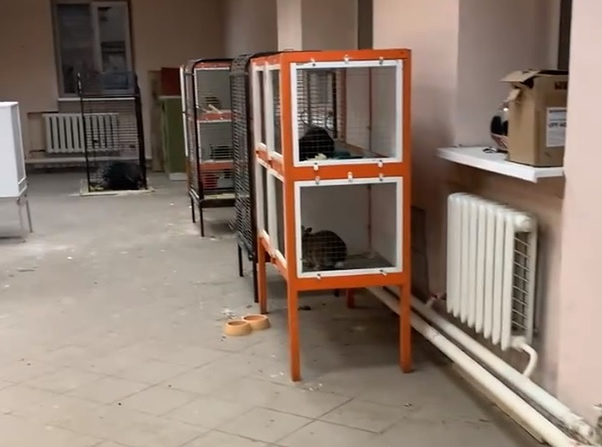 Бедных зверей спасают только местные волонтеры.