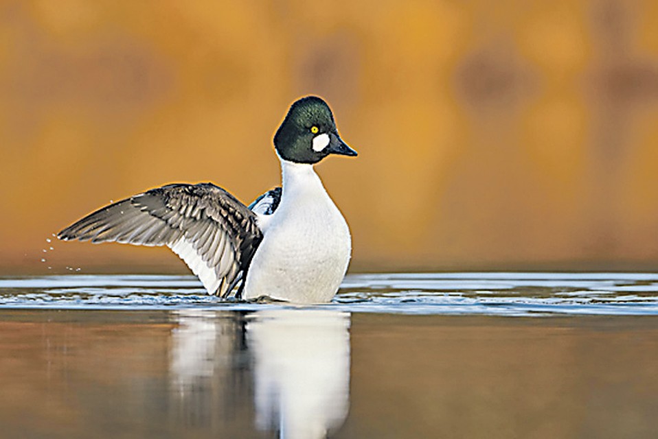 Гоголь Фото: GLOBAL LOOK PRESS