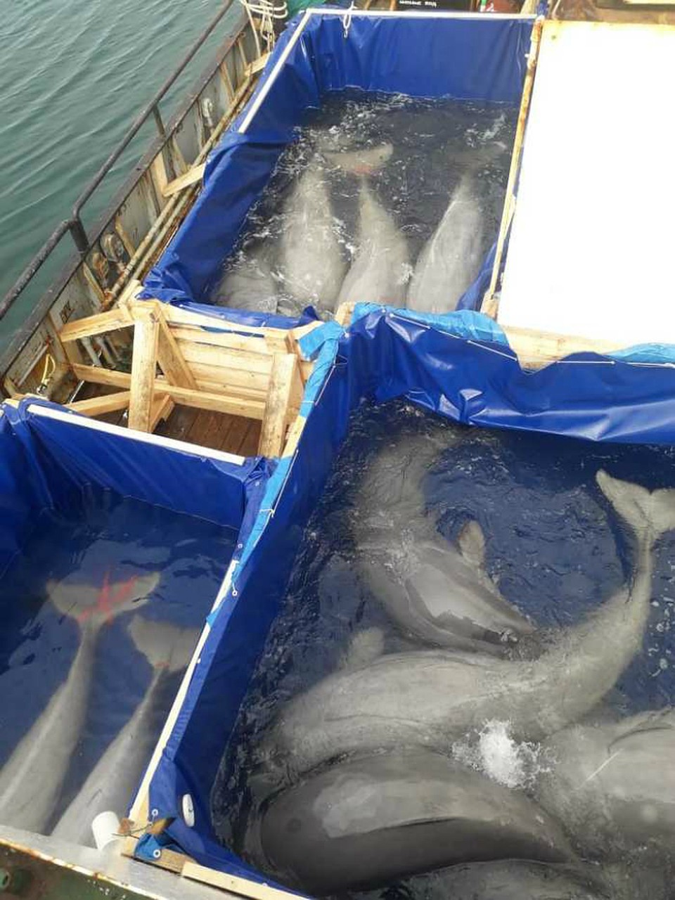 Перевозить китообразных будут по морю в специальных ваннах Фото: ВНИРО
