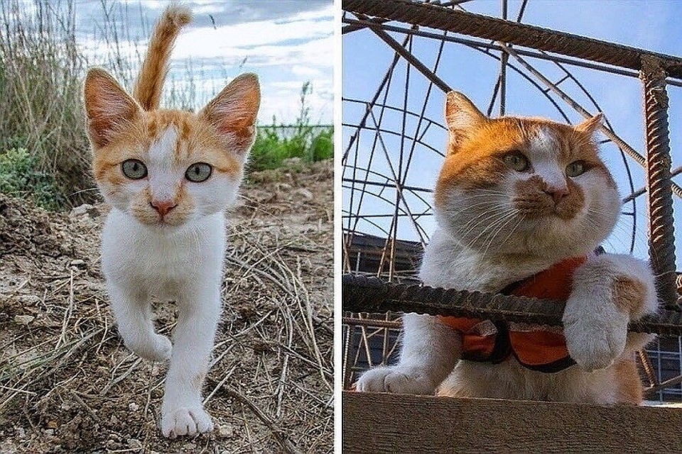 Мостик котенком и сейчас. Фото: vk.com/cat.the.most
