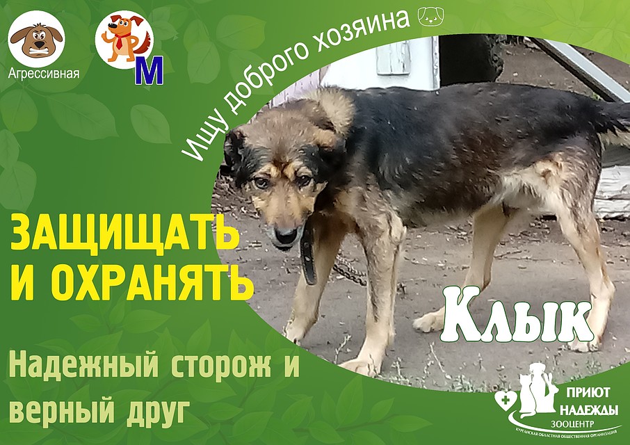 "Приют Надежды" постоянно ищет хозяев своим питомцам.