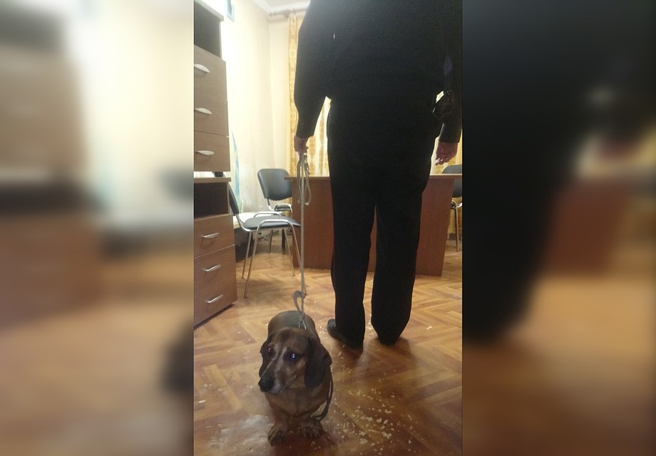Полицейские пока оставили собаку у себя в отделе Фото: Предоставлено "Комсомолке"