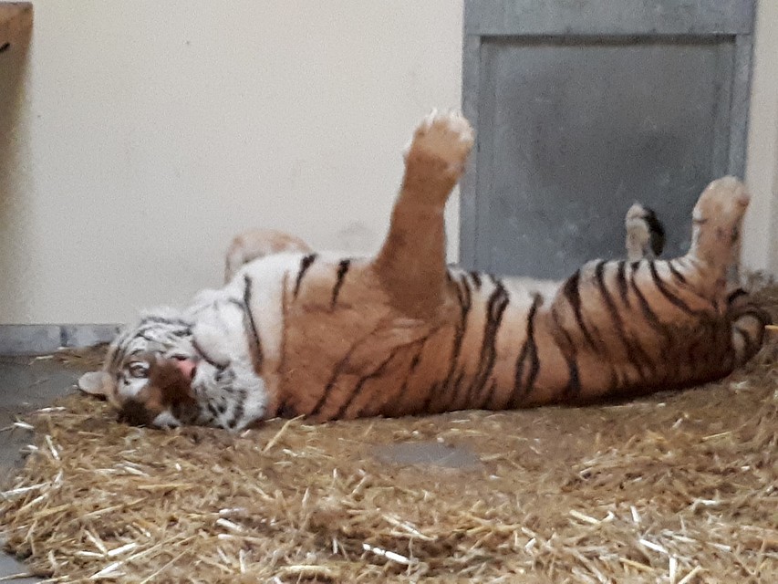 Самсон кувыркается и показывает, какой он хороший мальчик. Фото: Zoo Poznań Official Site