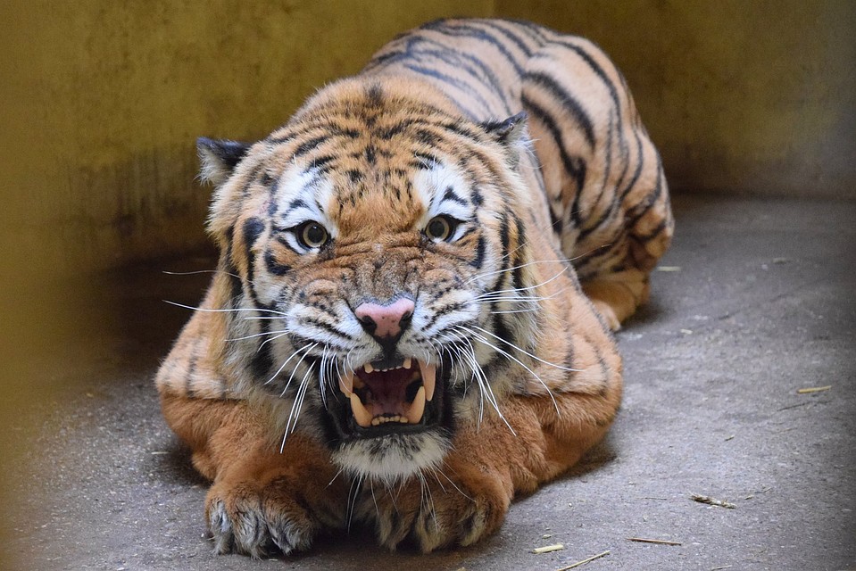 Это Кан. Ведет себя беспокойно, пугается неожиданных звуков. Фото: Zoo Poznań Official Site