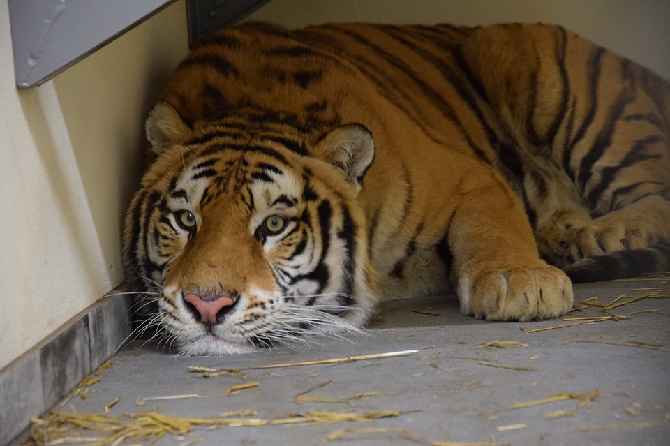 Самсону взгрустнулось... Фото: Zoo Poznań Official Site