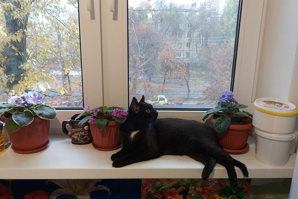 На улицу смотрит только из окна