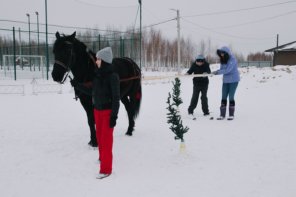 Занятия по скиджорингу теперь проходят в центре каждую зиму Фото: центр "Добрая лошадка"