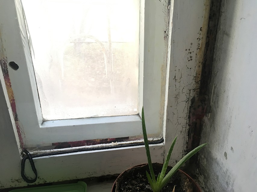 Плесень в квартирах Фото: БОРЗОВ Денис