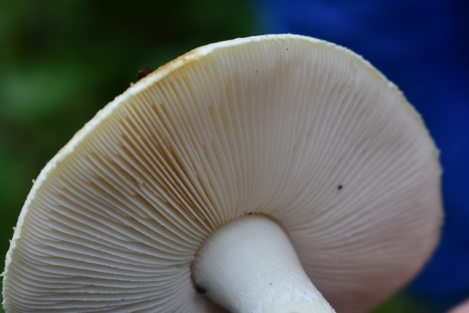 Amanita citrina. Фото: предоставлены кафедрой микологии и альгологии Биологического факультета МГУ
