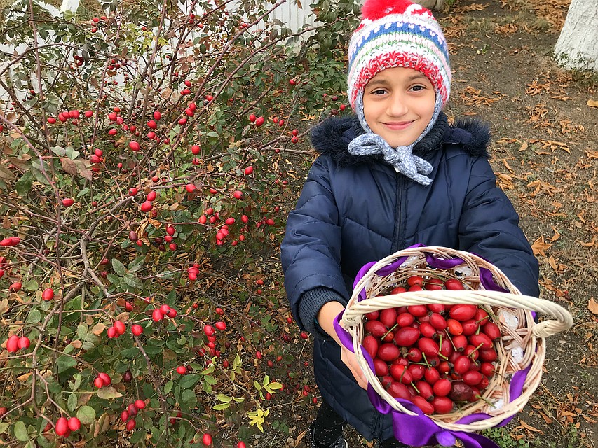 Даша запасает крупный глянцевый шиповник. В этом году урожай как никогда – приезжайте, будет собирать вместе! Фото: ЮЛИЯ САЛОВСКАЯ
