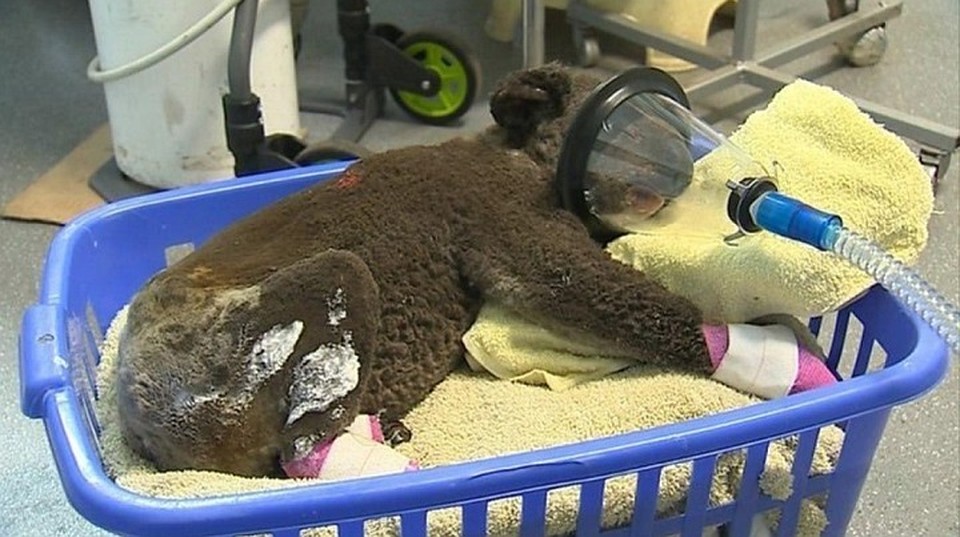 В национальном парке жили 600 коал, большая половина погибли ФОТО: https://pikabu.ru/