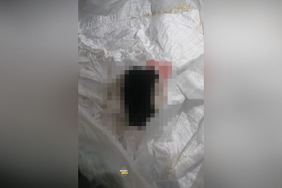 Кота обнаружили новосибирцы на улице. Фото: «Инцидент Новосибирск».