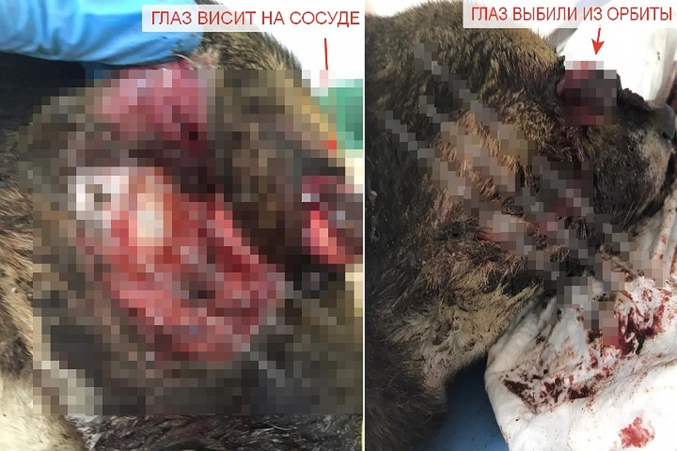Вот, что увидели врачи