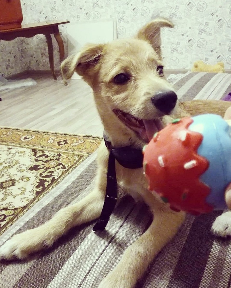 Бублик рос... Фото: https://vk.com/cat_nsk