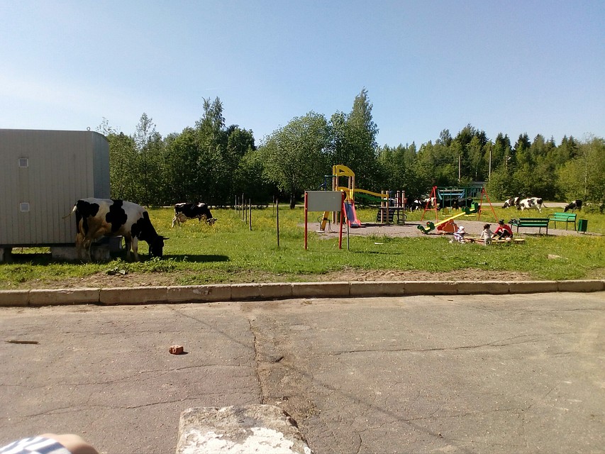 Так выглядит Обуховец Фото: vk.com/club179676433