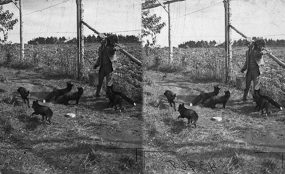 На фото видно: лисички неагрессивны. Видимо, на основе фото американские ученые и решили построить свое «исследование». Фото: www.nytimes.com.