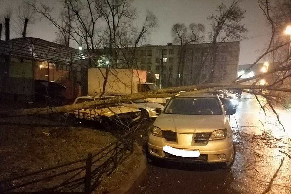 По всем угороду падали деревья. Фото: СОЦСЕТИ