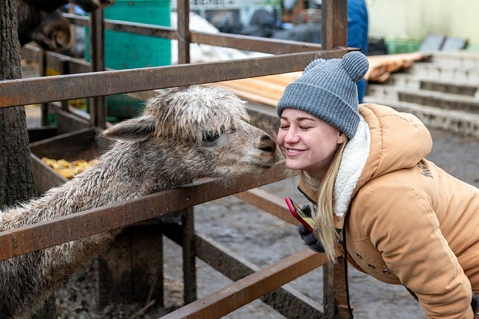 Альпаки в благодарность полезли целоваться Фото: Алена ЧИЧИГИНА