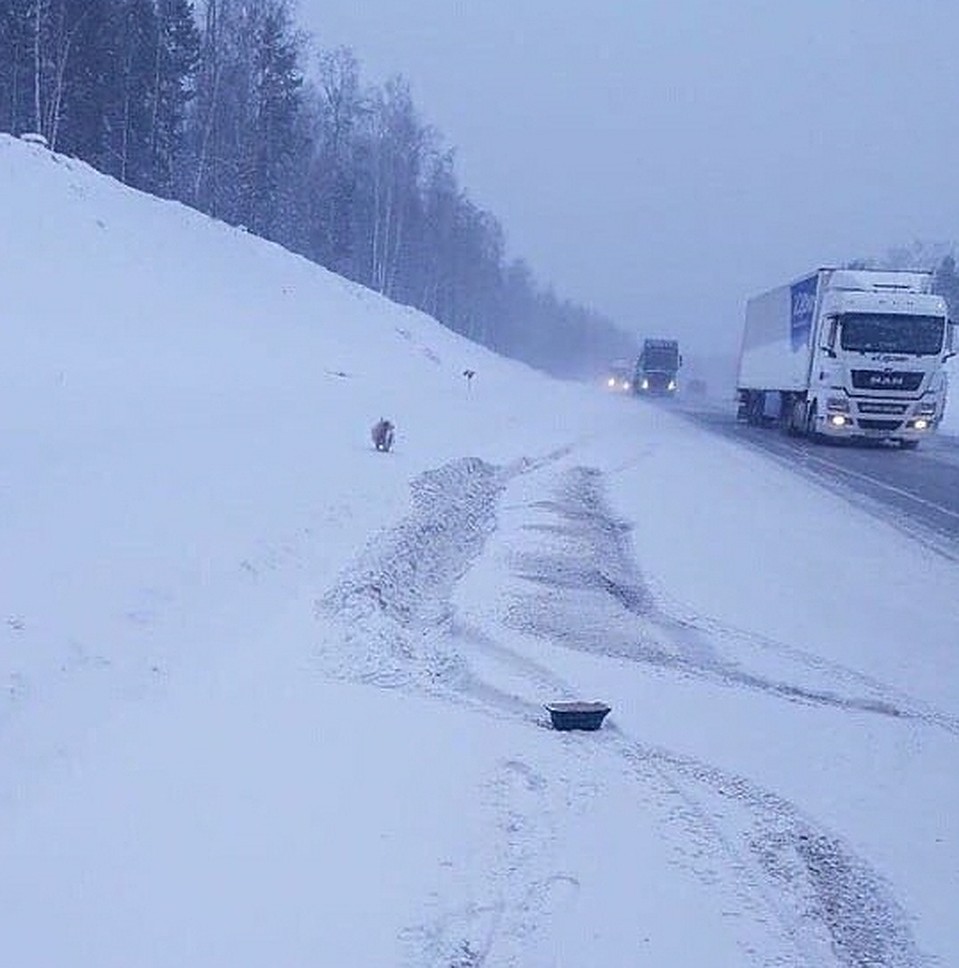 Пес сидит в любую погоду Фото: ЧП-Канск