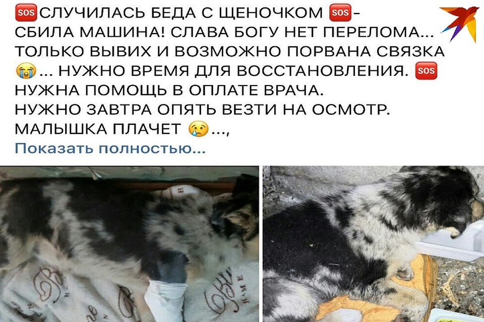 Собачку нашли в Нальчике у дороги