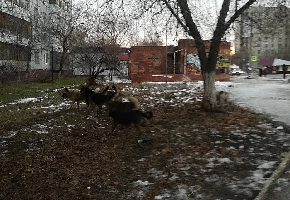 Жители Тольятти жалуются, что бродячие псы держат город в страхе