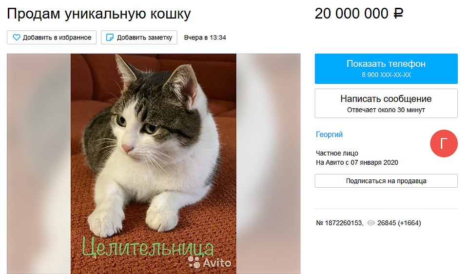 Хозяин кошки утверждает, что она целителшьница. Фото: avito.ru