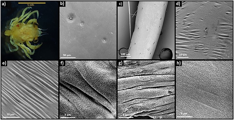 Повреждения под микроскопом Фото:www.sciencedirect.com