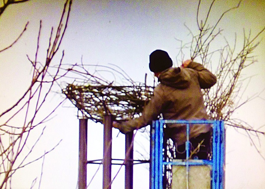 Гнездо для нелетающей самки соорудили в точности такое, какие строят себе сами птицы. Фото: Андрей ОРИШКЕВИЧ