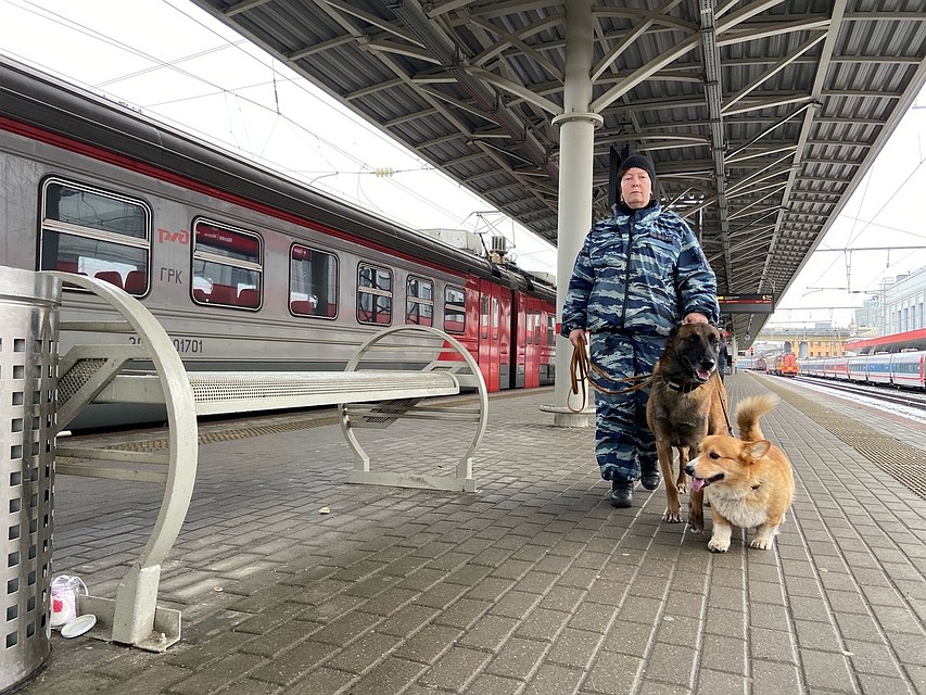 Рыжий обучен поиску запрещенных веществ Фото: Ольга АЛЕКСЕЕВА