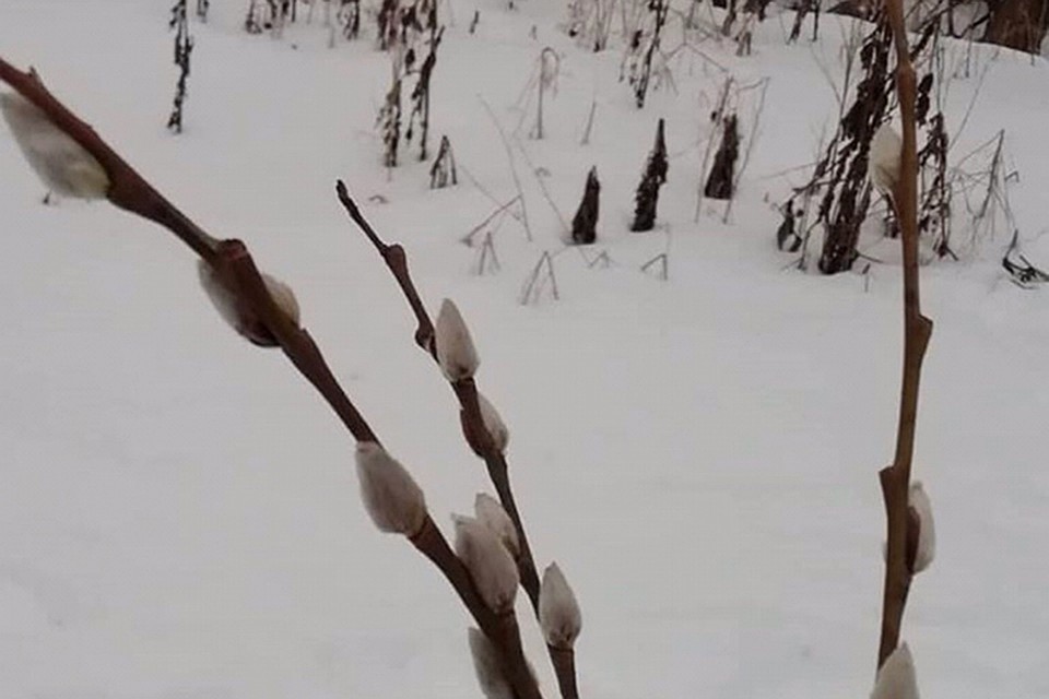 Даже верба уже распустилась. ФОТО: "Нижний Новгород. Без цензуры"