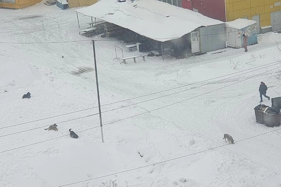 Жители ОбьГЭСа уже давно жалуются на бродячих собак. Фото: личный архив.