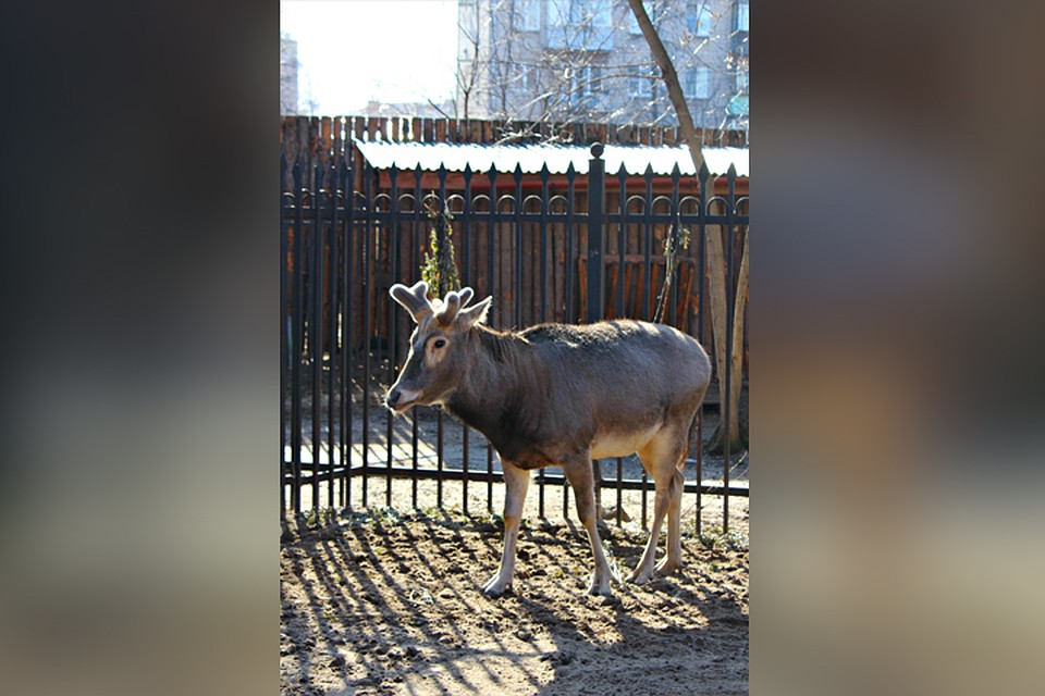 В марте у животного стали пробиваться новые рожки. Фото: https://vk.com/zoolimpopo